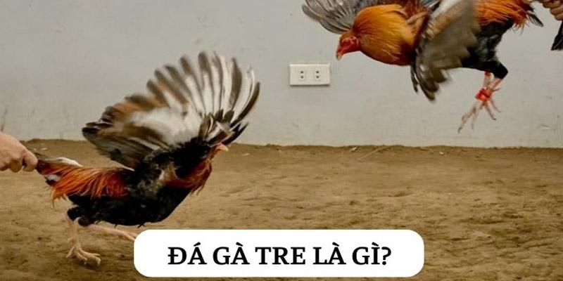 Đá Gà Tre Là Gì? Cách Chọn Gà Tre Hay Cho Tân Thủ