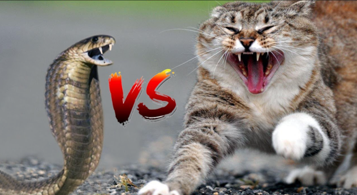 mèo đánh lộn với rắn