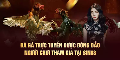 Kê thủ không thể bỏ qua sàn cá cược đá gà tre tại Sin88